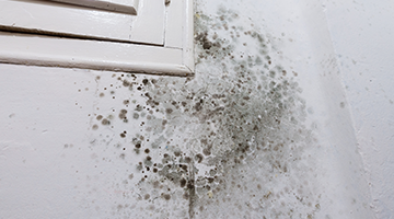 Malerbetrieb Klaus Lehmkuhl in Lübeck